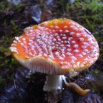 fliegenpilz Fliegenpilz