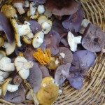 potpourri