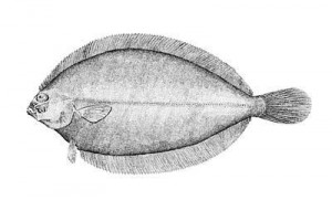 witch_flounder-gekontert-2