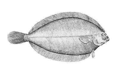witch_flounder arnoglossus scapha, die linksäugige Flunder