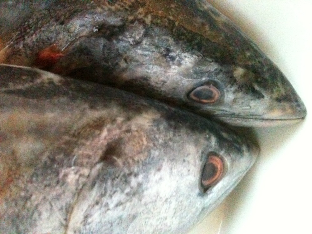 bonito